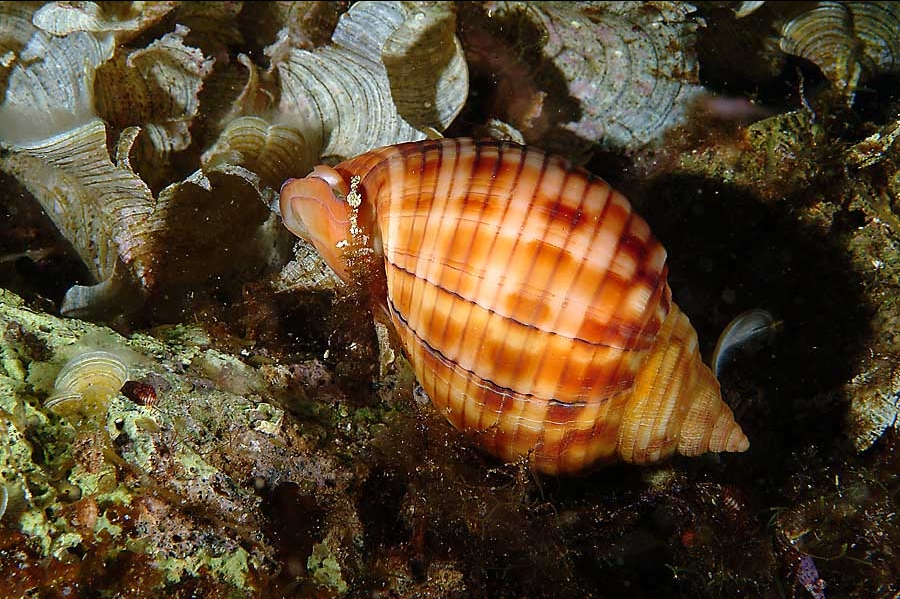 Phalium granulatum